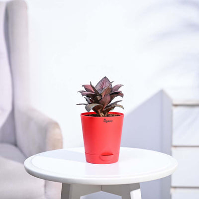 Red Euphorbia Plant