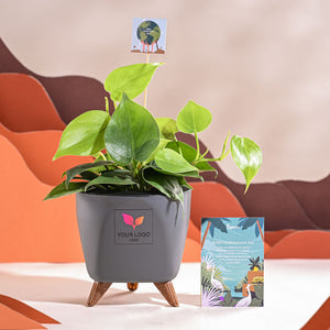 Philodendron Oxycardium Green Plant For Environment Day Gifting