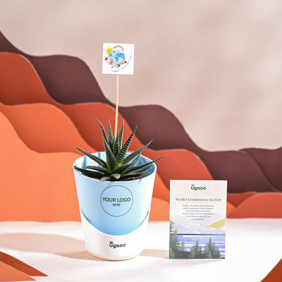 Zebra Haworthia Plant For Environment Day Gifting