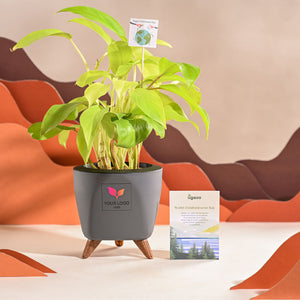 Philodendron Ceylon Golden Plant For Environment Day Gifting