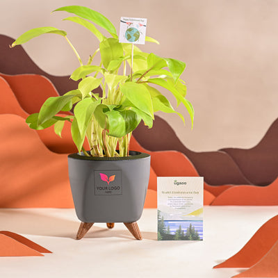 Philodendron Ceylon Golden Plant For Environment Day Gifting