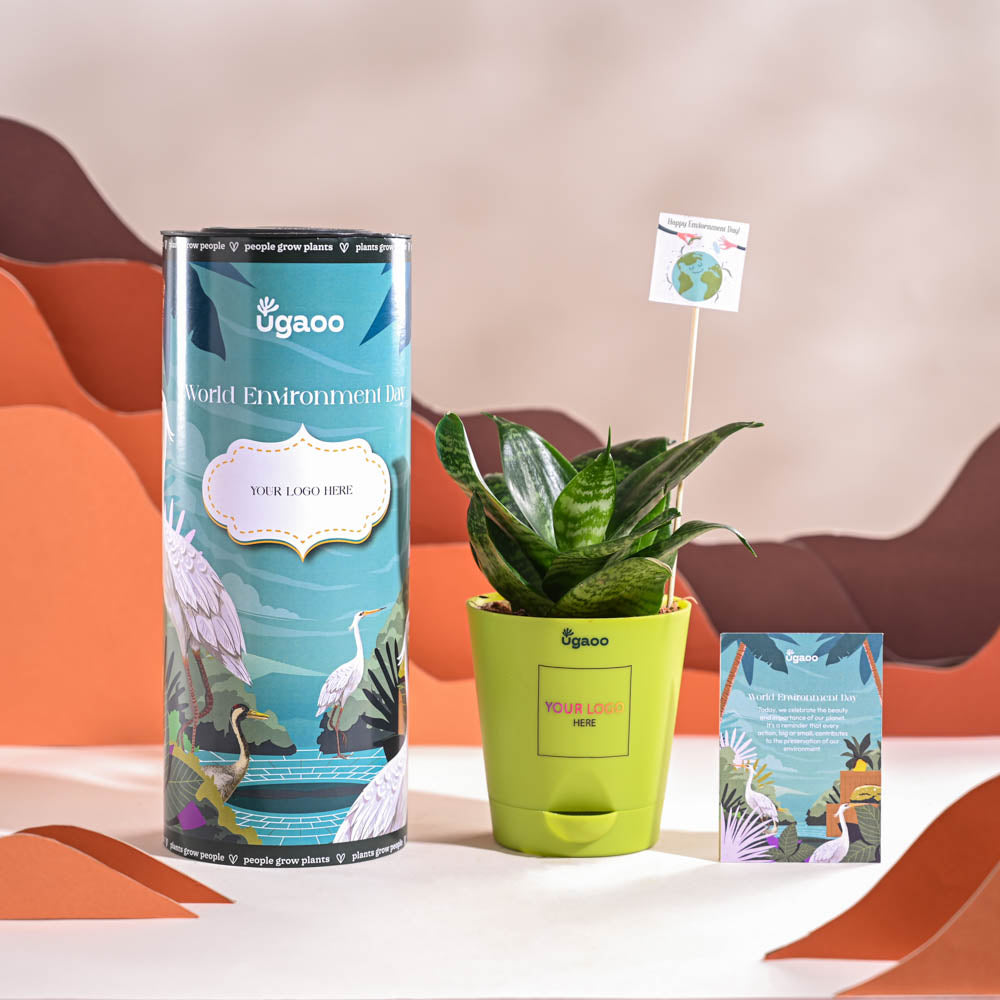Snake Plant - Green For Environment Day Gifting