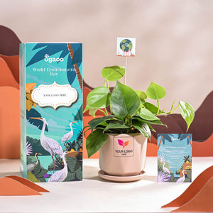 Philodendron Oxycardium Green Plant For Environment Day Gifting