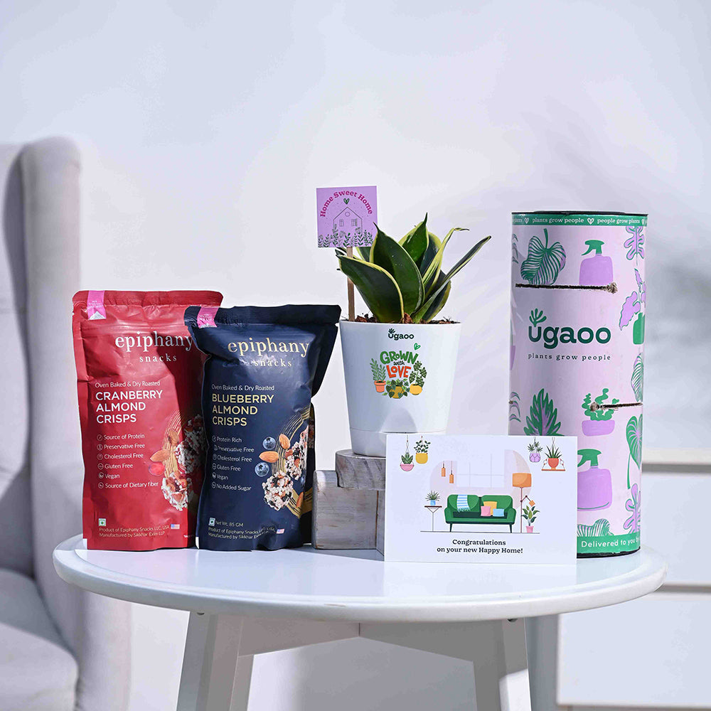 Snake Plant - Golden Hahnii Housewarming Gift Hamper