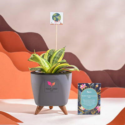 Snake Plant - Golden For Environment Day Gifting