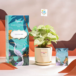 Syngonium White Butterfly Plant- Small For Environment Day Gifting