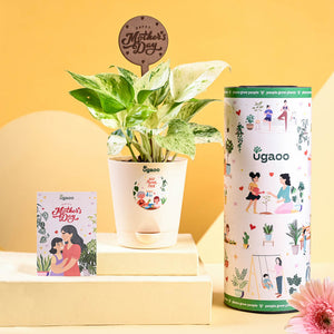 Money Plant Marble For Mother's Day Gifting