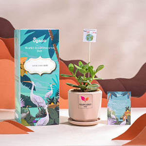 Crassula Ovata Plant For Environment Day Gifting