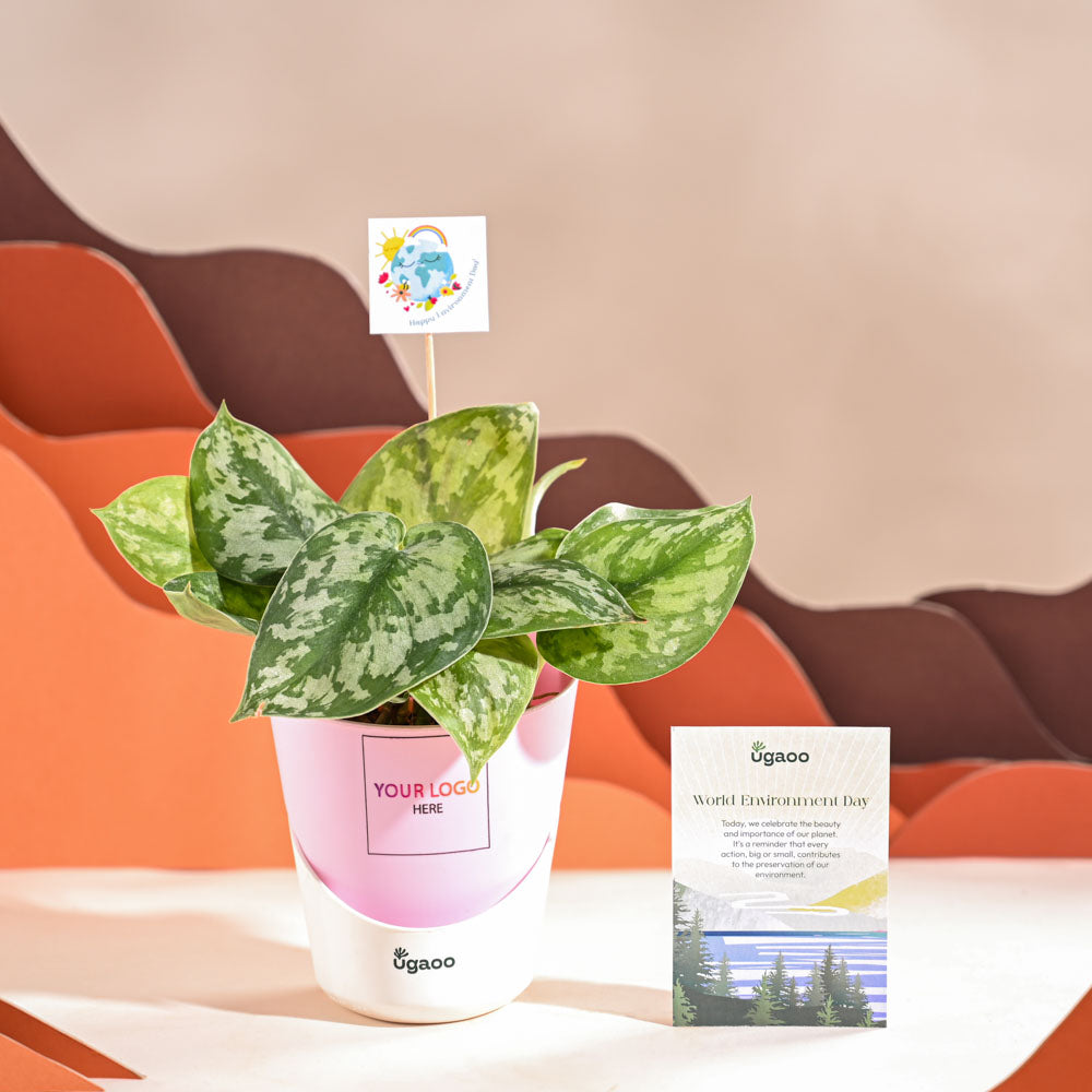 Money Plant Satin For Environment Day Gifting