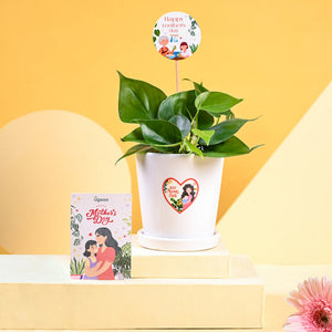 Philodendron Oxycardium Green Plant For Mother's Day Gifting