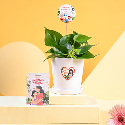 Philodendron Oxycardium Green Plant For Mother's Day Gifting