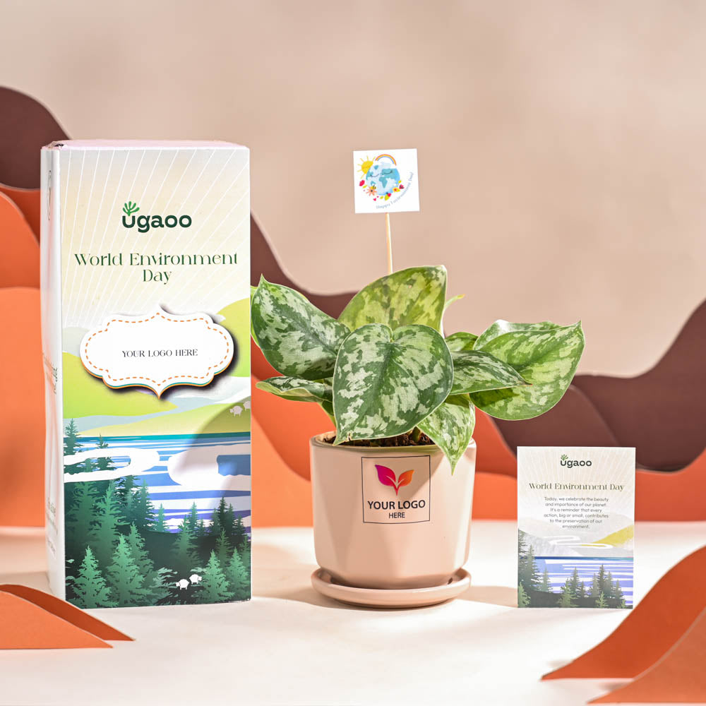 Money Plant Satin For Environment Day Gifting