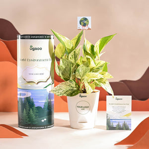 Money Plant Marble For Environment Day Gifting