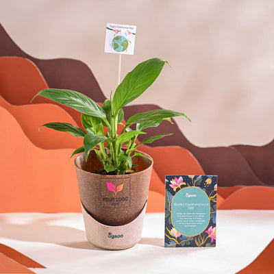 Peace Lily For Environment Day Gifting