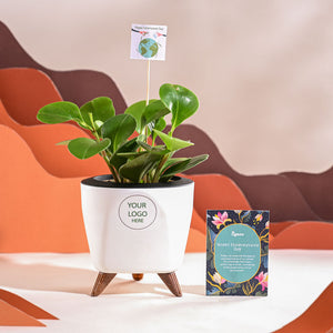 Peperomia Green Plant For Environment Day Gifting