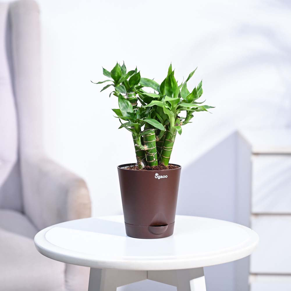 ugaoo lucky bamboo Lotus Lucky Bamboo 5 Sticks Lagos / Mocca | Indoor