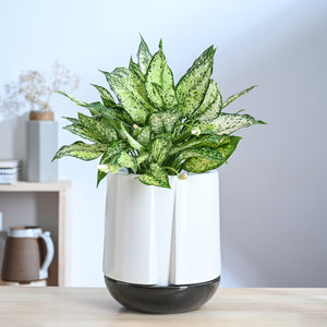 Moonlight Drama Ceramic Planter