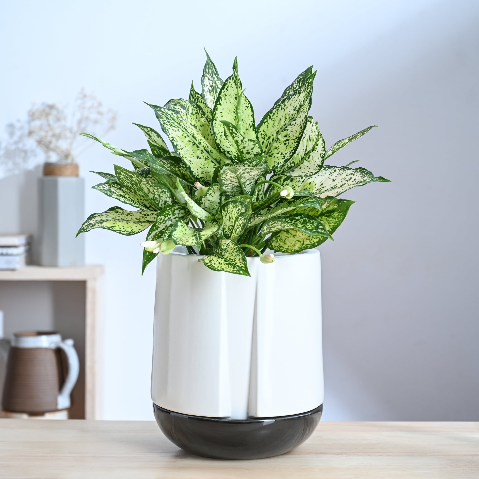 Moonlight Drama Ceramic Planter