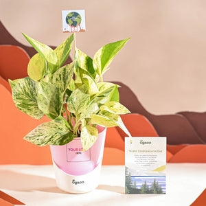 Money Plant Marble For Environment Day Gifting