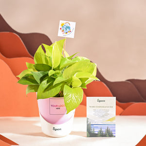 Money Plant Golden For Environment Day Gifting