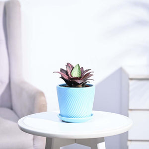 Euphorbia Francoisii Hybrid