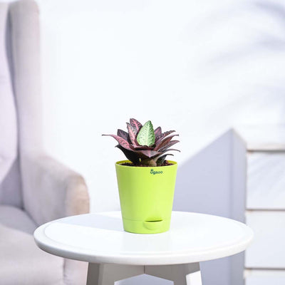 Euphorbia Francoisii Hybrid