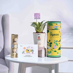 Snake Plant - Golden Housewarming Gift Hamper