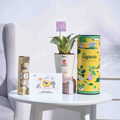 Snake Plant - Golden Housewarming Gift Hamper