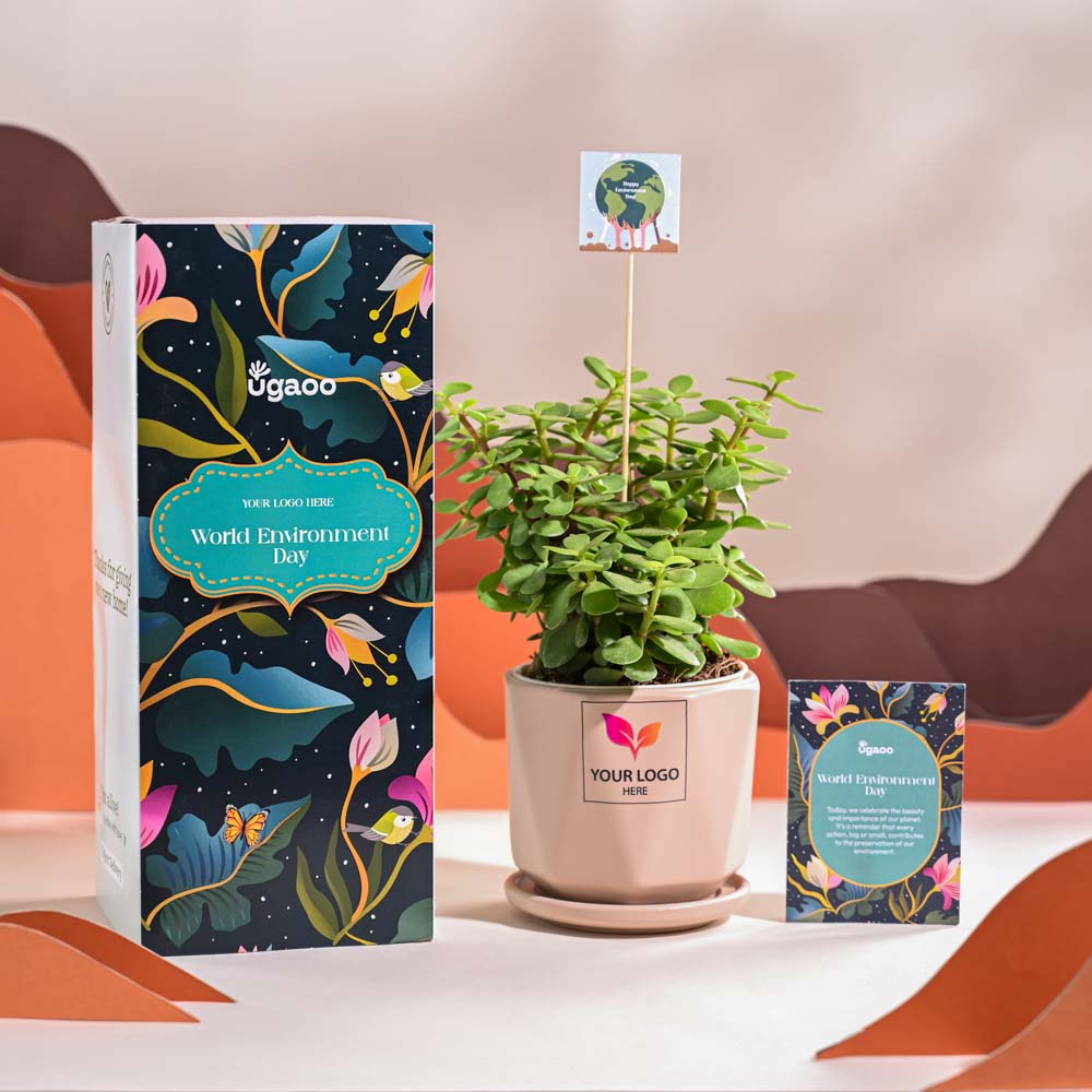 Jade Mini Plant For Environment Day Gifting