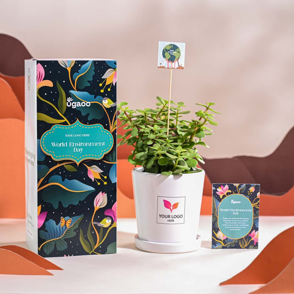 Jade Mini Plant For Environment Day Gifting