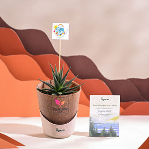 Zebra Haworthia Plant For Environment Day Gifting