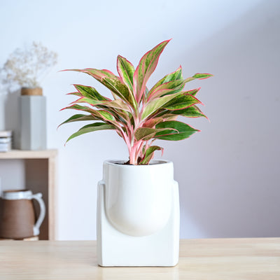 Cats are Gods Ceramic Planter