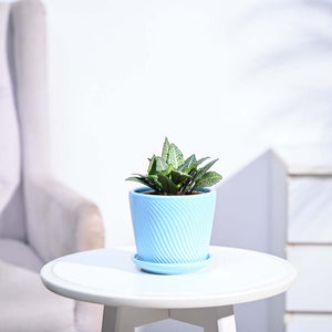 Euphorbia Francoisii Green