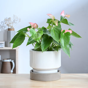 Soothing Rains Ceramic Planters
