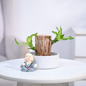 Brazilian Wood Plant