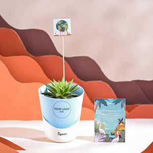 Haworthia Turgida For Environment Day Gifting