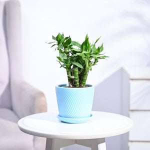 Lotus Lucky Bamboo 5 Sticks