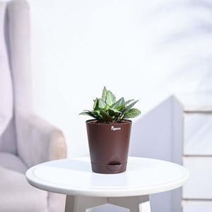 Euphorbia Francoisii Green