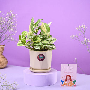 Money Plant N'Joy in Ceramic Pot Women's Day Gift