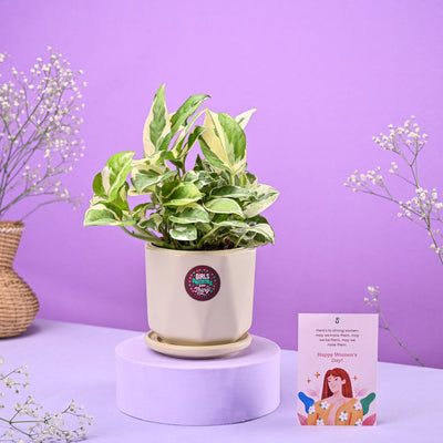 Money Plant N'Joy in Ceramic Pot Women's Day Gift