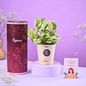 Money Plant N'Joy Women's Day Gift