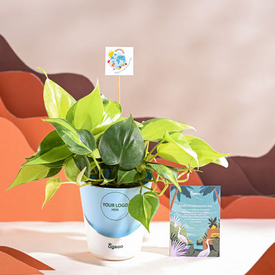 Philodendron Brasil Plant For Environment Day Gifting