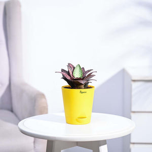 Euphorbia Francoisii Hybrid