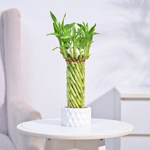 Lucky Wheel Bamboo Plant
