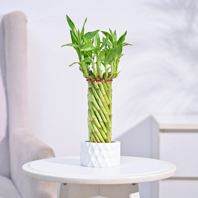 Lucky Wheel Bamboo Plant