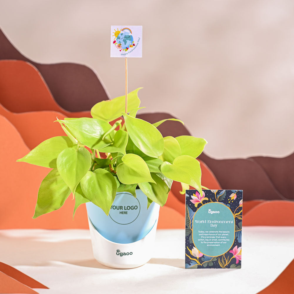 Philodendron Oxycardium Golden Plant For Environment Day Gifting