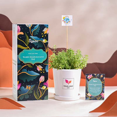 Golden Sedum Plant For Environment Day Gifting