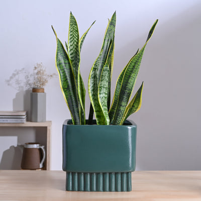 Immortal Nights Ceramic Planter