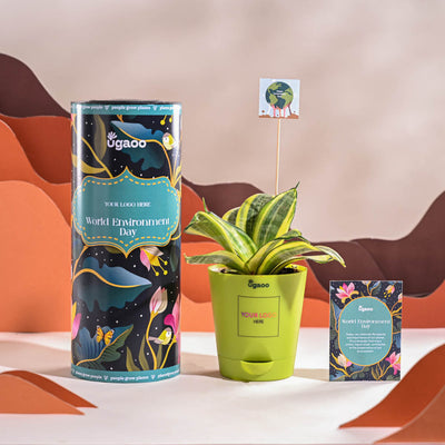 Snake Plant - Golden For Environment Day Gifting