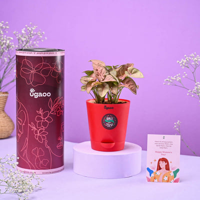 Syngonium Pink Women's Day Gift